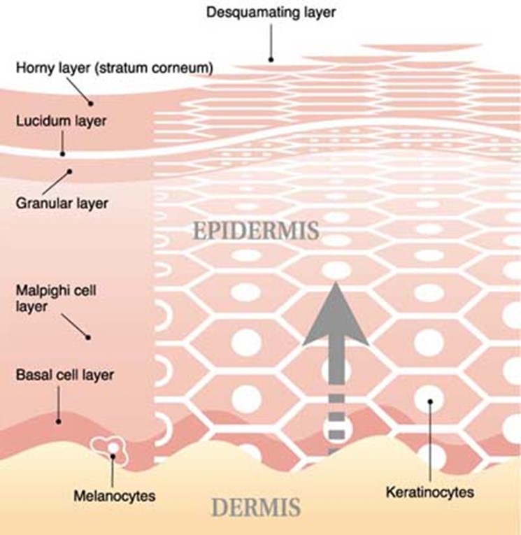 The Desquamation Process - The Beauty Training School