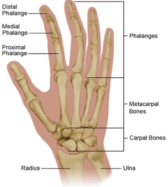 Anatomy of the Hand - The Beauty Training School