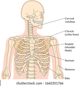 Bones of The Neck, Chest, Shoulder and Spine - The Beauty Training School