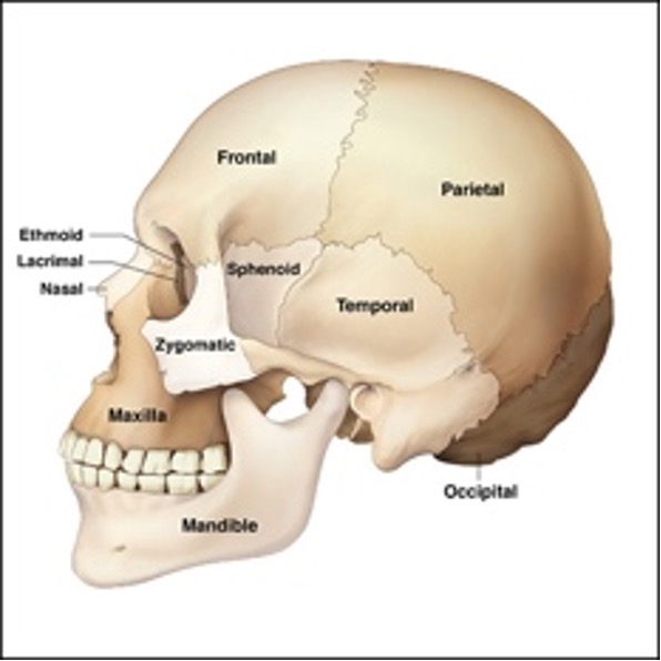 Bones of the skull and face - The Beauty Training School